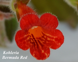 Bermuda Red